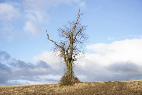 Single tree alone on farm field and sky storm clouds Stock Photos
