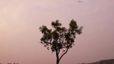 Single tree with and birds. Stock Footage 271204151