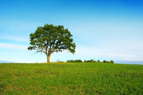Single tree and blue sky . Stock Photos
