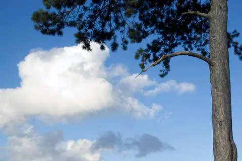 Single tree and blue sky. Stock Photos