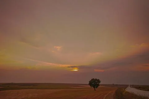 Single tree and cloudy Stock Photos