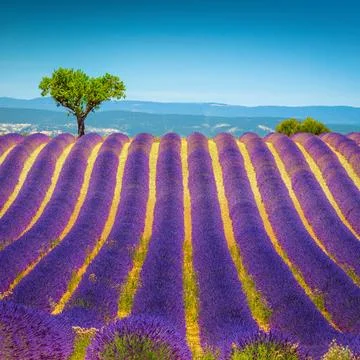 Single tree and lavender rows on the slope, Provence, France Stock Photos