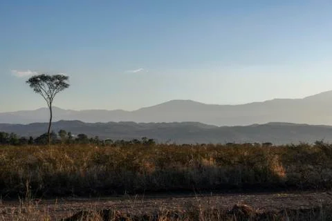 Single tree and a mountain chain behind Stock Photos