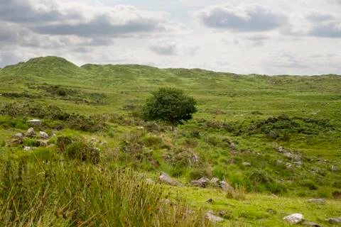 Single tree and mountains on the kerry way Stock Photos