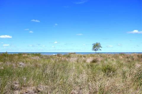 Single Tree and Sandy Summer Grasslands Meet Waterfront 스톡 사진