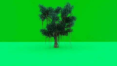 Single tree animated against Green Screen,4K Stock Footage