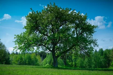 Single tree on the background of forest and sky Foto stock