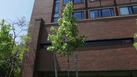 Single Tree Barrington St, Halifax, Nova Scotia 動画素材 90876507