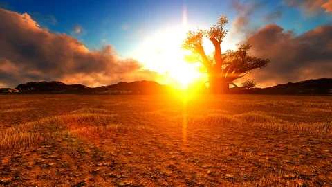 Single tree on beautiful sunset with volume clouds Video stock 86858303