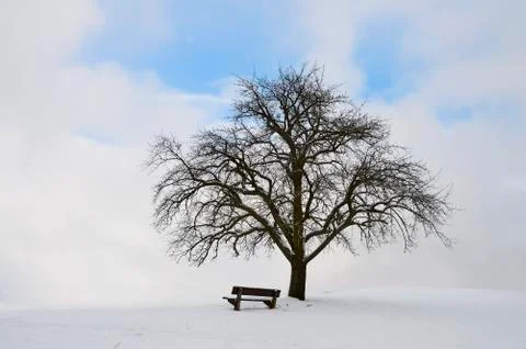 Single tree with bench and snow Stock Photos