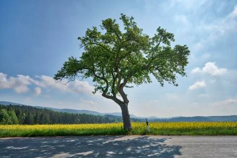 Single tree beside the road with rape field Stock Photos