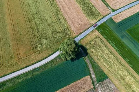 Single tree between fields in the summer Stock Photos
