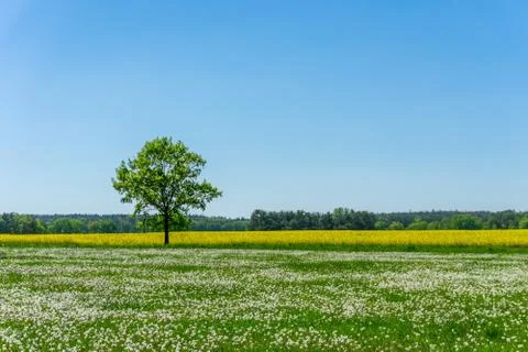 Single tree between meadow full of faded dandelions and yellow rapeseed field Stock Photos