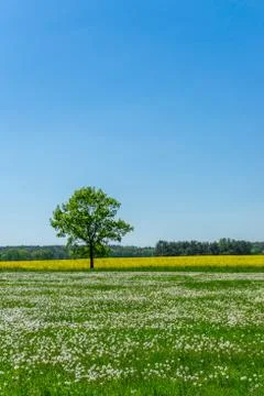 Single tree between meadow full of faded dandelions and yellow rapeseed field Stock Photos