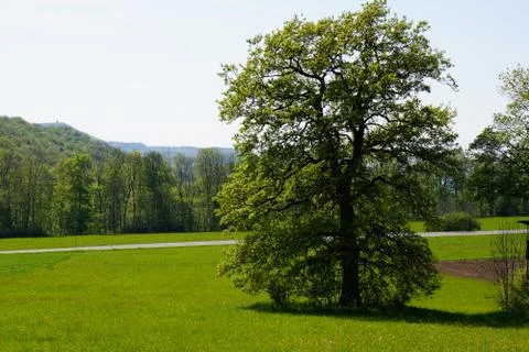 Single tree big oak growing on meadow Stock Photos