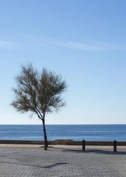 Single tree by biking track Stock Photos