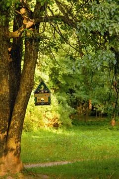 Single tree with a bird feeder on a branch in summer forest Stock Photos
