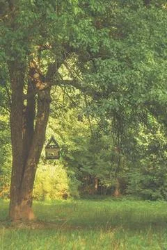 Single tree with a bird feeder on a branch in summer forest Stock Photos