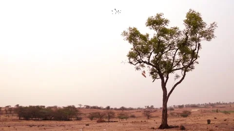 Single tree with birds flying steady shot. Stock Footage 271204164