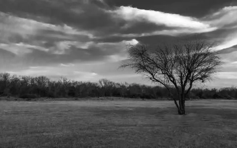 A single tree in black and white Stock Photos