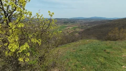 Single tree blooms against a green hillside. Mount Ozren, Serbia Видео 332729172