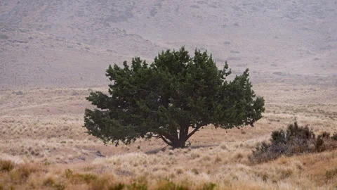 Single tree blowing in the wind during a dust storm in the Utah desert Stock Footage 342752062