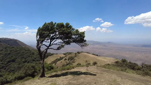 A single tree blows in the wind on the Ngong Hills of Kenya Stock Footage 257482206