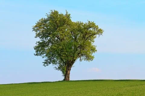 Single tree before blue sky and green meadow Foto stock