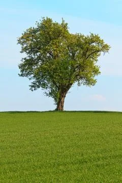 Single tree before blue sky and green meadow Stock Photos