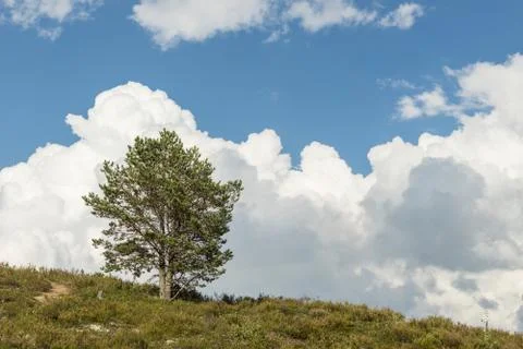 Single tree, blue sky and white clouds. Pine and cloudy sky natural backgroun Stock Photos