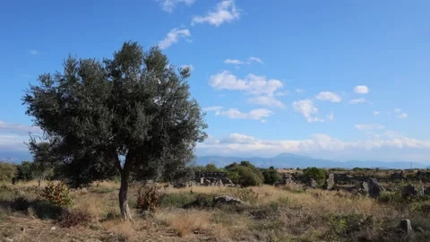 Single Tree with Blue Sky Stock Footage 142624493