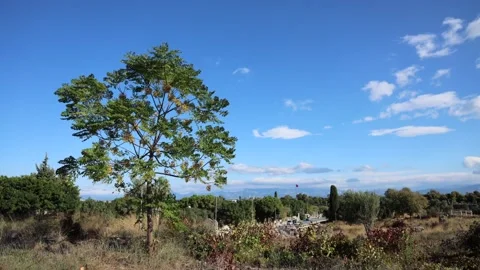 Single Tree with Blue Sky Stock Footage 142624961