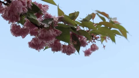 Single tree branch with blooming flowers on it Video stock 92369791