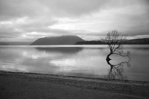 Single tree branch in the middle of beach water Stockfoto's