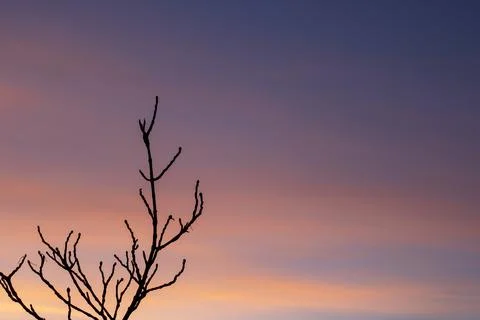 A single tree branch stands out as a silhouette against a stunning sunset sky Stock Photos