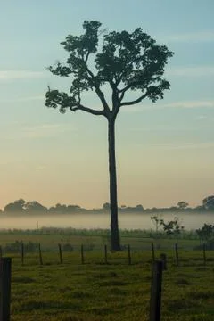 Single tree of brazil nuts Stock Photos