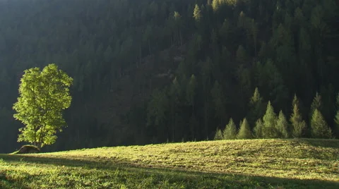 A single tree in bright evening sunlight with mountainous forest in the back Stock Footage 59318853