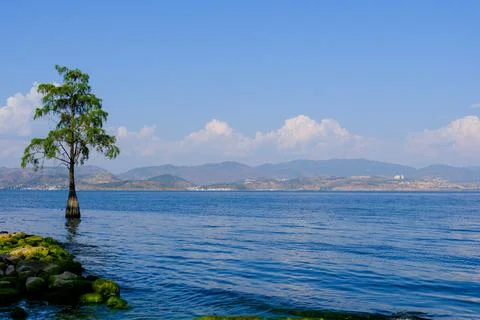 Single tree in calm lake with mountain view Stock Photos