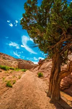 Single Tree in the Canyon Stock Photos