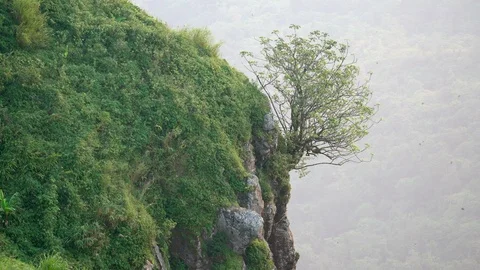 Single tree on a cliff and a flock of birds at sunset. Stock Footage 120326390