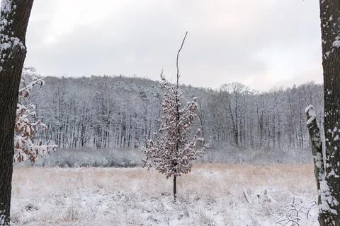 Single tree covered with snow in winter Stock Photos