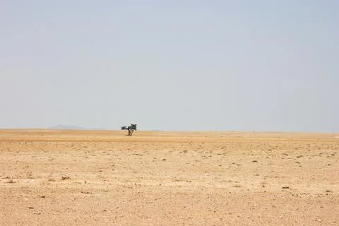 Single tree in desolate landscape of sand and desert in Solitaire, Nambia. Stock Photos