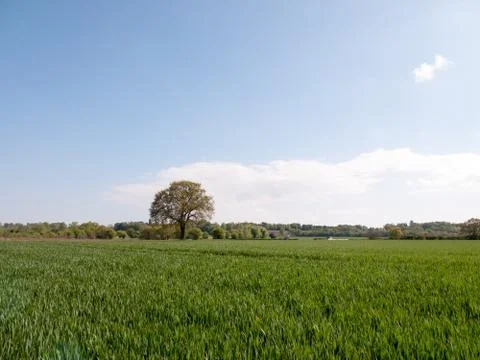 Single tree in the distance of a wide open grass field during the day of spri Stock Photos