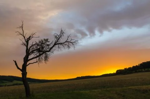 Single tree with a dramatic sky Foto stock