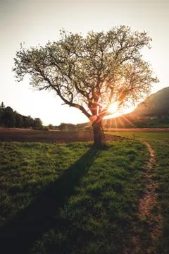 Single Tree during Spring with a Sunstar on a sunny Day Stock Photos