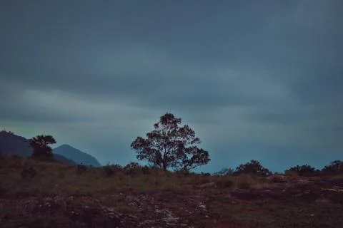 Single Tree at the edge of the mountain top on a rainy day Stock Photos