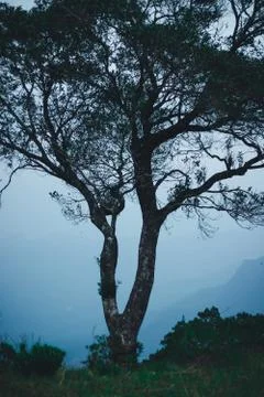 Single Tree at the edge of the mountain top Stock Photos