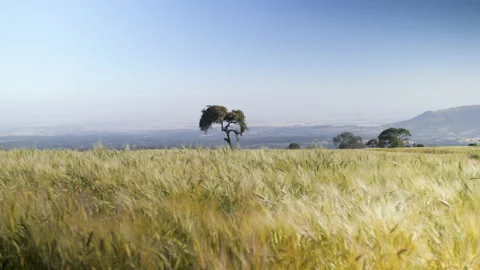 A single tree emerges from a wheat field in the sun, in Ethiopia Stock Footage 230596677