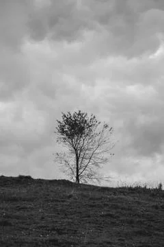 Single Tree on empty field, black and white Stock Photos