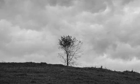 Single Tree on empty field, black and white Stock Photos